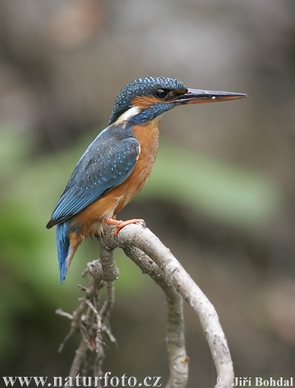 Alcedo atthis