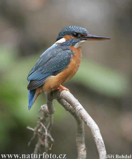 Alcedo atthis