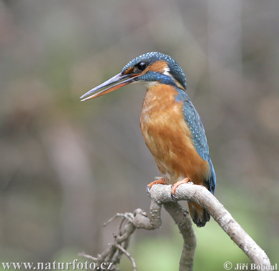 Alcedo atthis