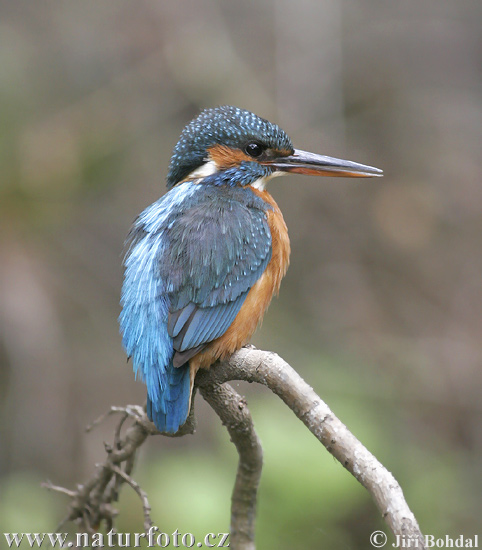 Alcedo atthis