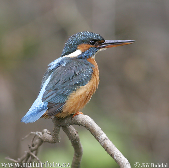 Alcedo atthis