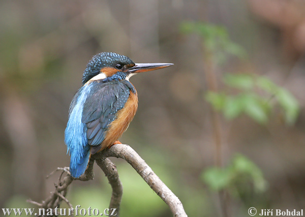 Alcedo atthis