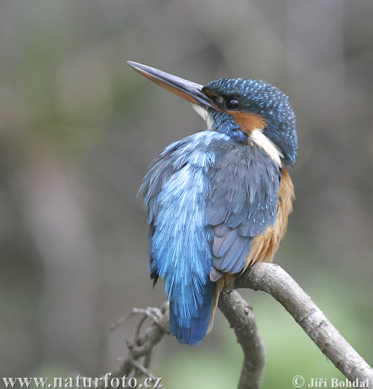 Alcedo atthis