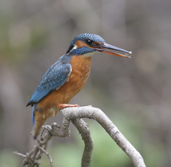 Alcedo atthis