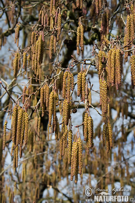 Alnus glutinosa