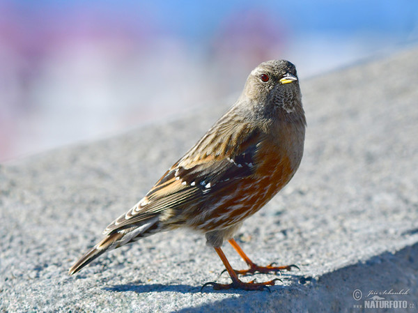 Alpine Accentor (Prunella collaris)