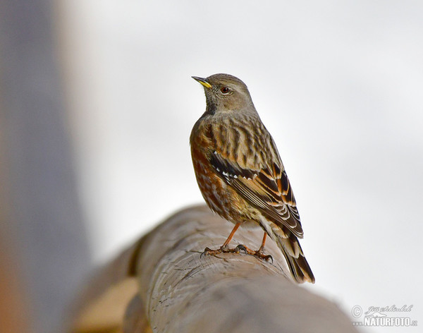 Alpine Accentor (Prunella collaris)