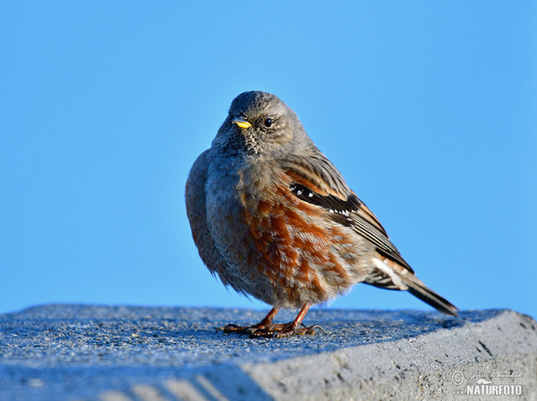 Alpine Accentor (Prunella collaris)