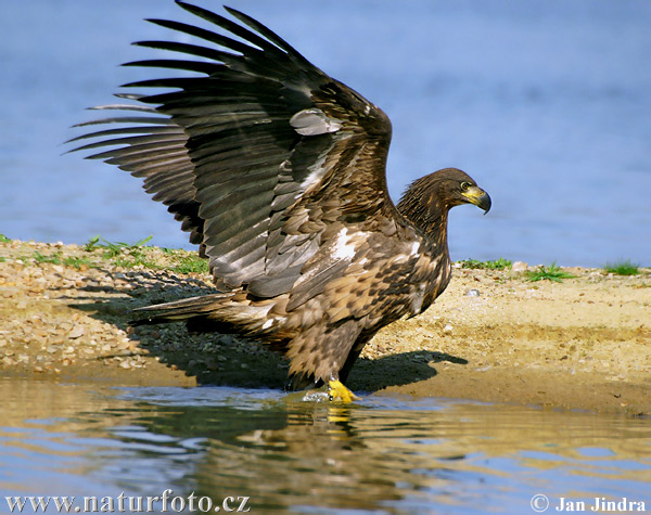 Aquila di mare dalla coda bianca