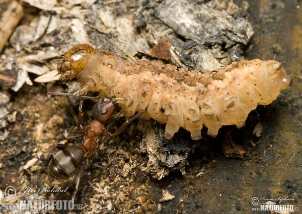 Braconid Wasp (Braconidae sp.)