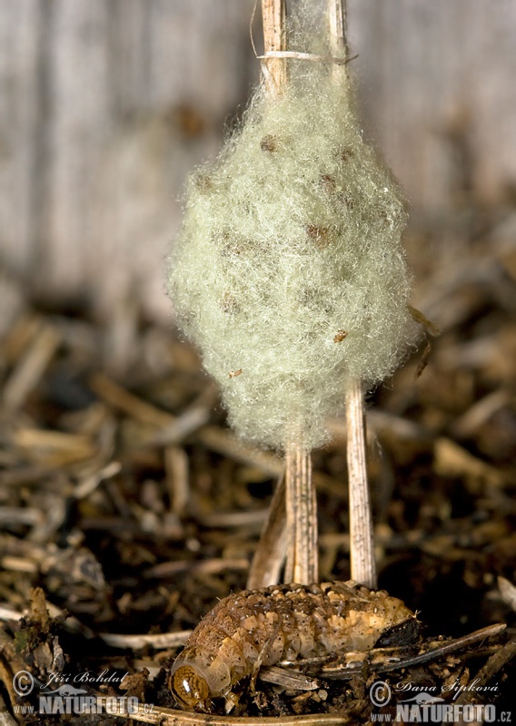 Braconidae sp.