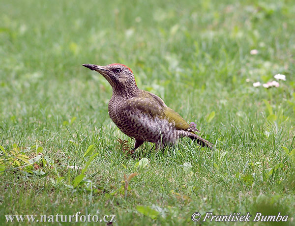 Burung Belatuk Sisik