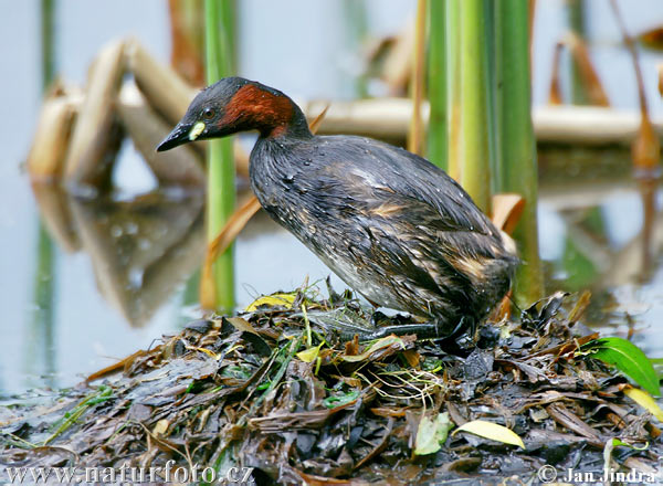 Burung Grebe Kecil