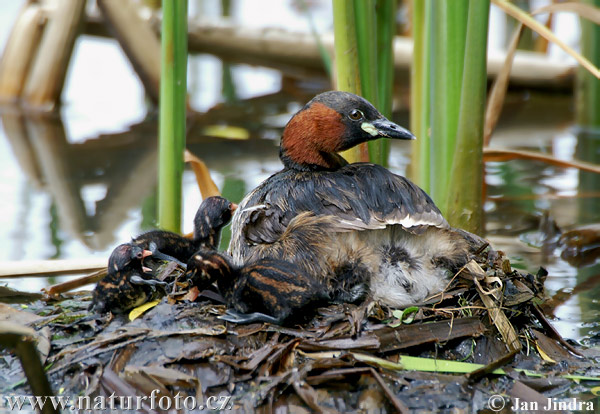 Burung Grebe Kecil