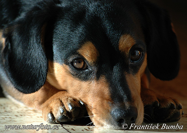 Cão