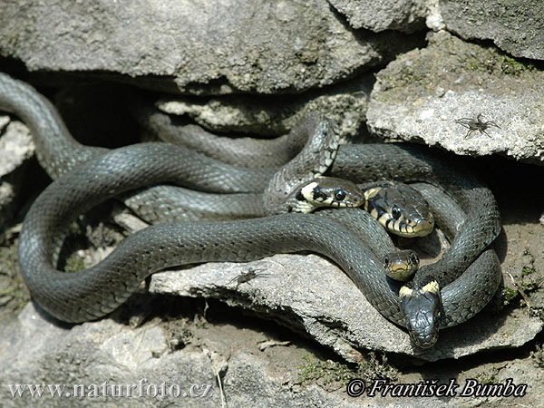 Cobra-de-água-de-colar
