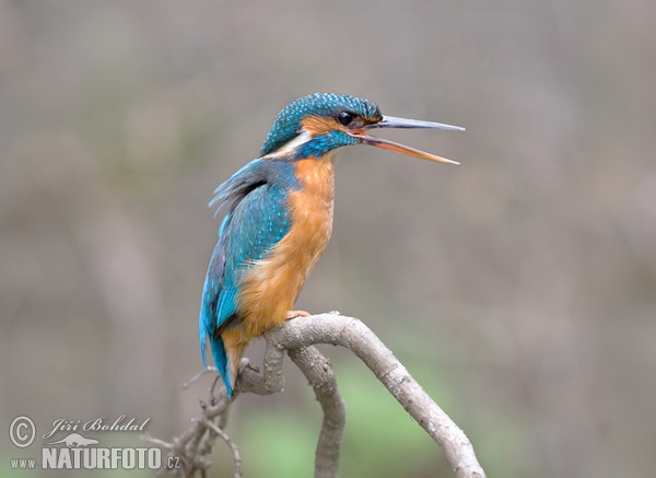 Common Kingfisher (Alcedo atthis)