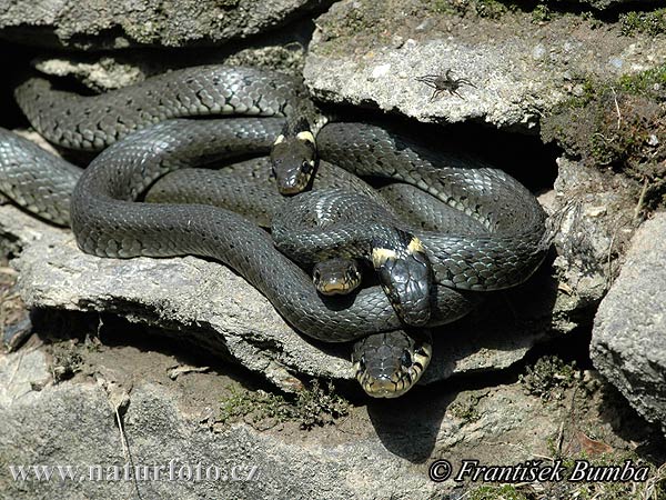 Culebra de collar