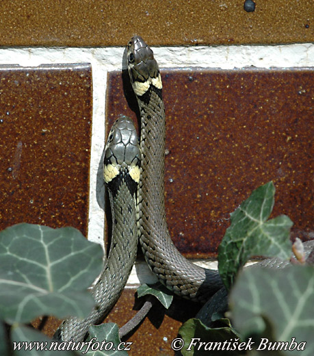 Culebra de collar