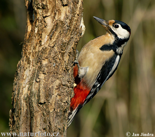 Dendrocopos major