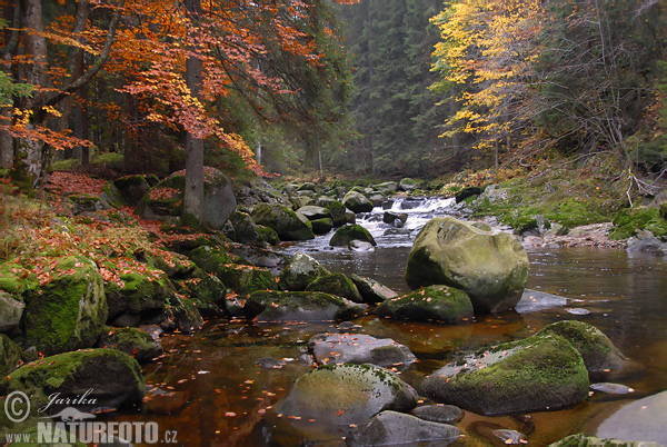 Forêt de Bohême