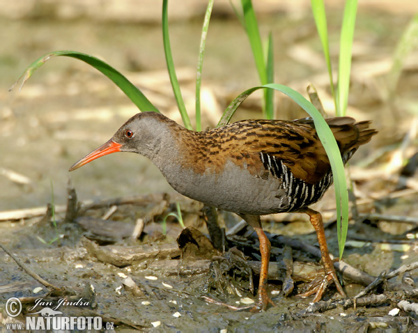 Gà nước Ấn Độ