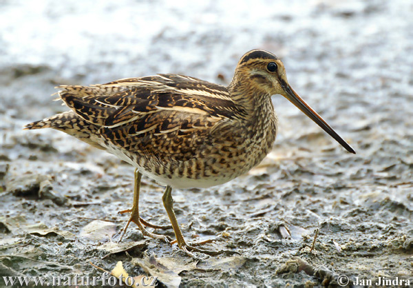 Gallinago gallinago