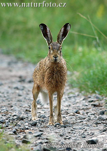 Lepus europaeus