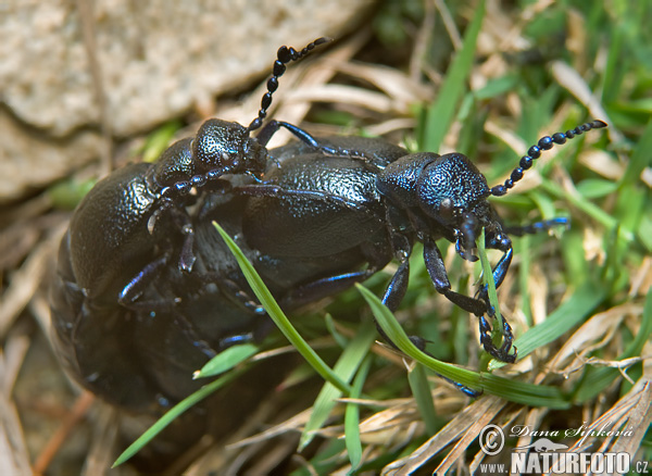 Meloe proscarabaeus