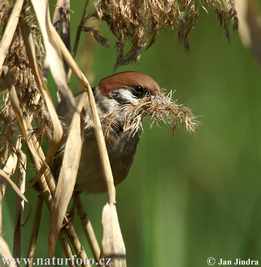 Moineau friquet