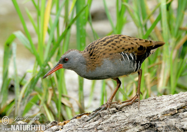 Rallus aquaticus