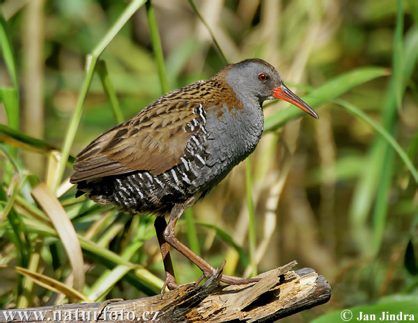 Rallus aquaticus