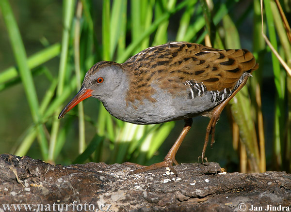 Rallus aquaticus