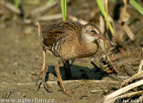 Rallus aquaticus