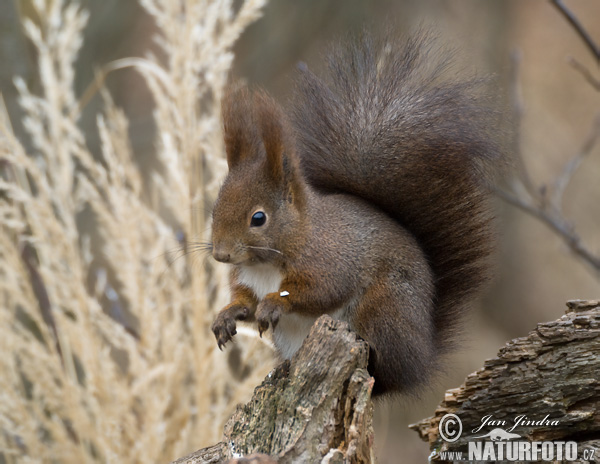 Sciurus vulgaris