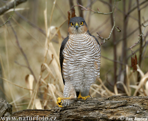 Sperwer roofvogel