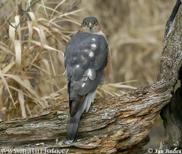 Sperwer roofvogel