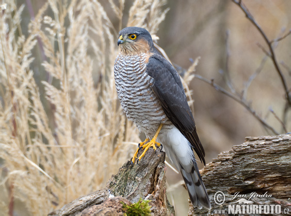 Sperwer roofvogel