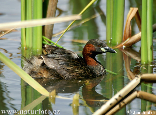 Tachybaptus ruficollis