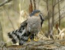 Accipiter nisus