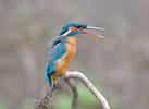 Alcedo atthis