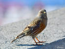 Alpine Accentor