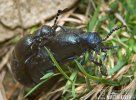 Black Oil Beetle