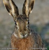 Brown Hare