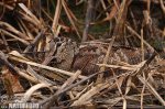 Burung Berkek Besar