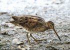 Burung Berkek Ekor Kipas