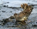 Burung Berkek Ekor Kipas