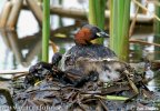 Burung Grebe Kecil