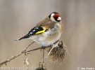 Carduelis carduelis