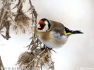 Carduelis carduelis